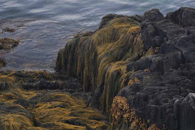 seaweed on rocks